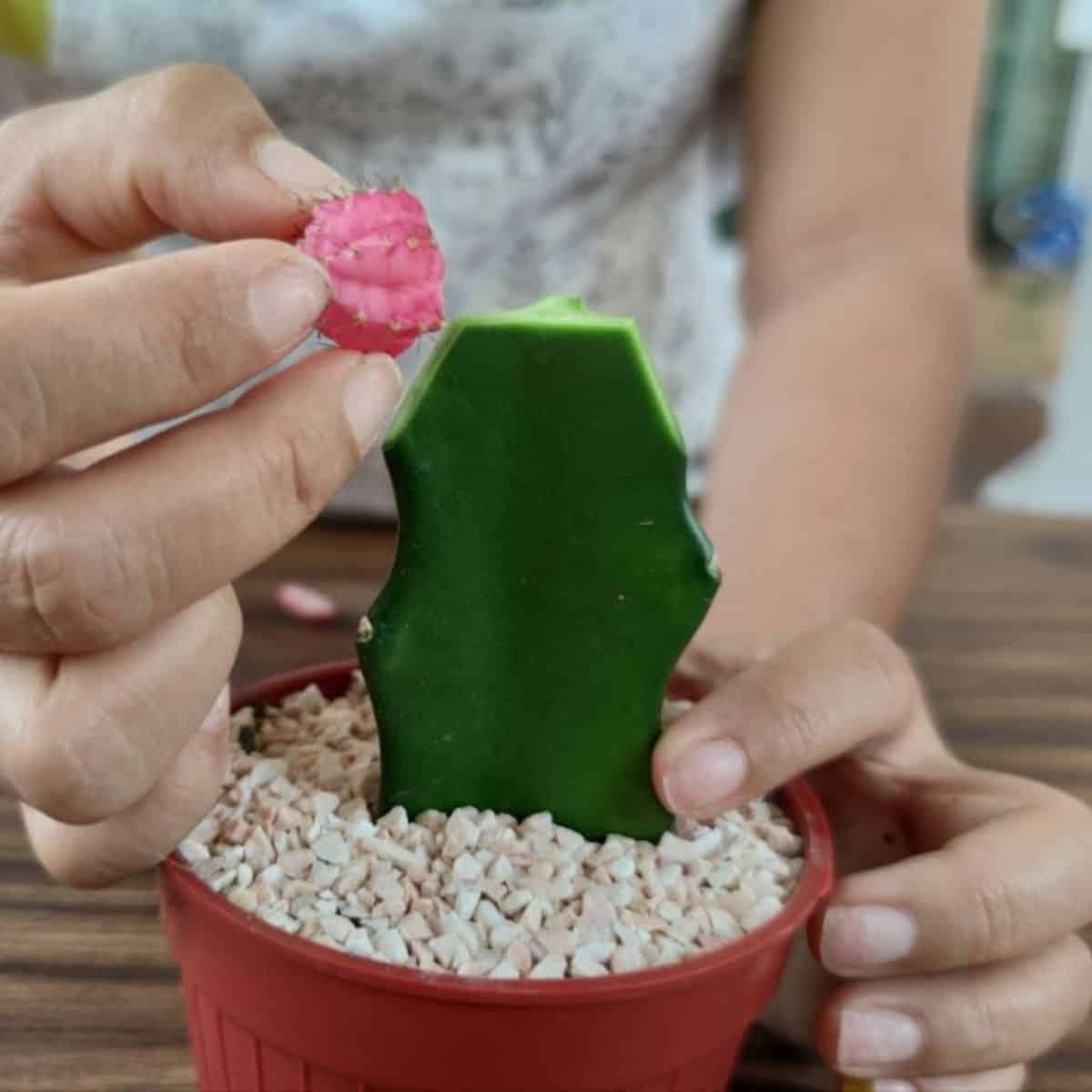 Gardener grafting a cactus in a pot.