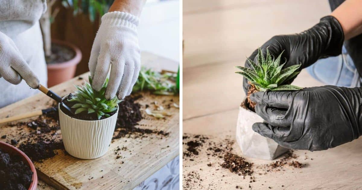 How to Repot Succulents - Sublime Succulents
