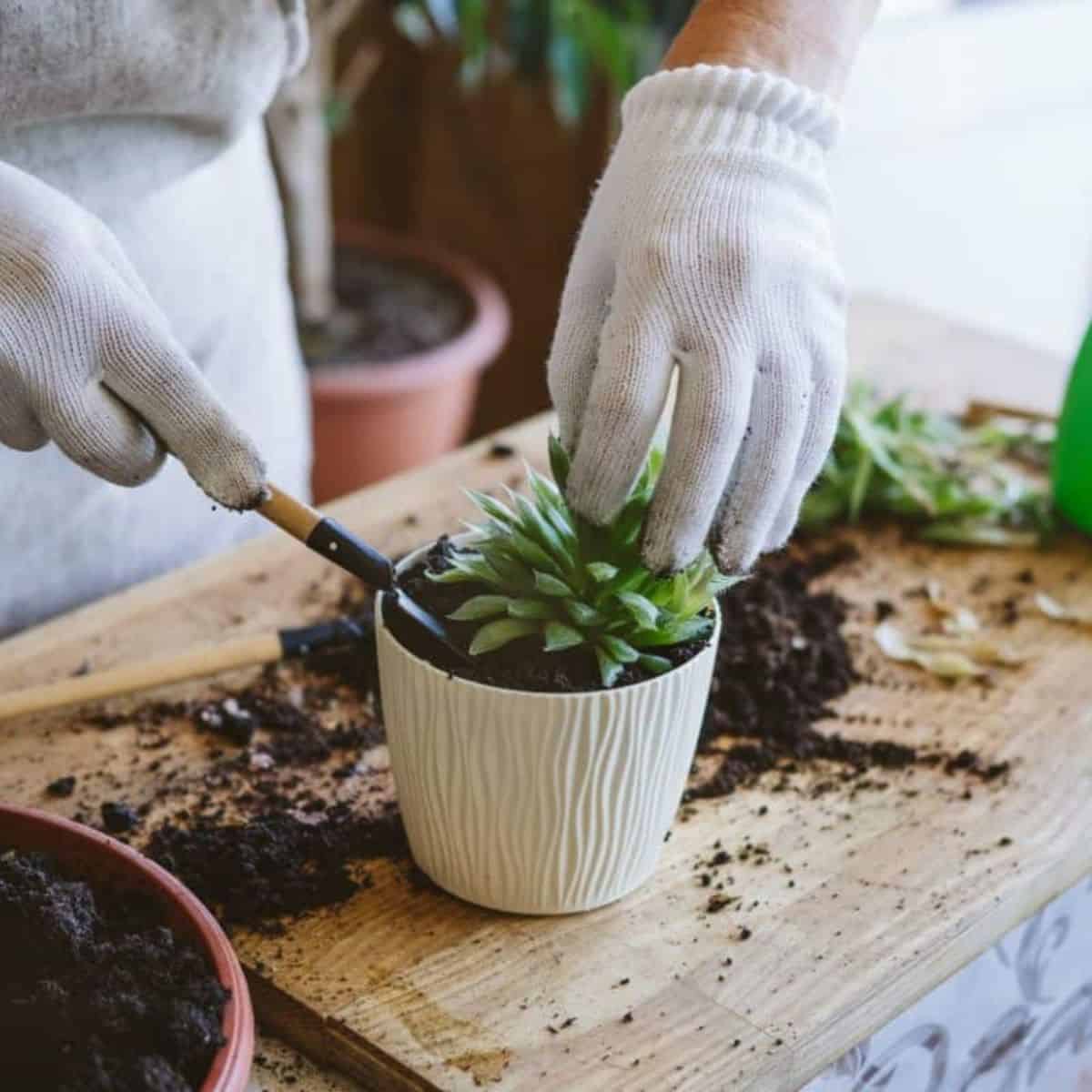 Gardener repotting up a new succulent in a pot.
