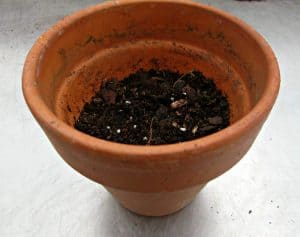how to repot succulents