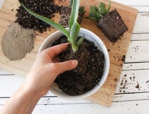 how to repot succulents