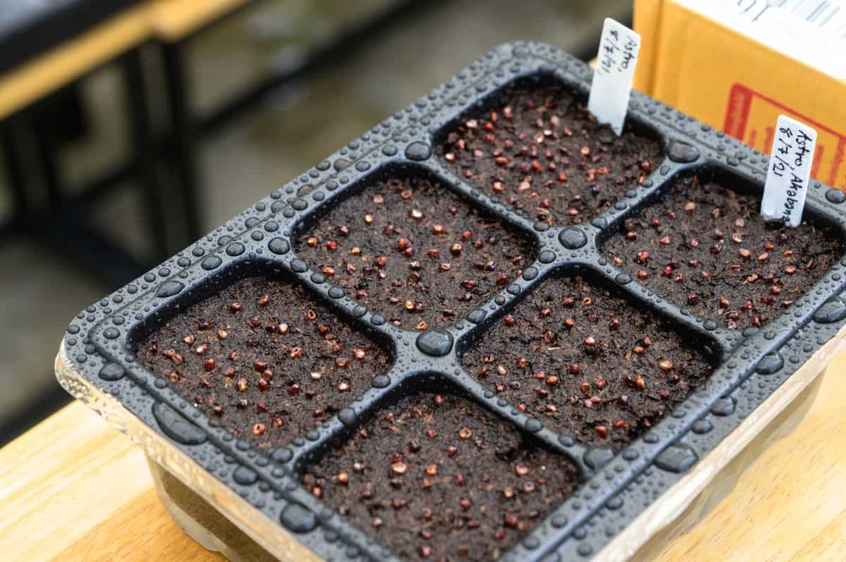 Black tray with succulent seeds close-up.
