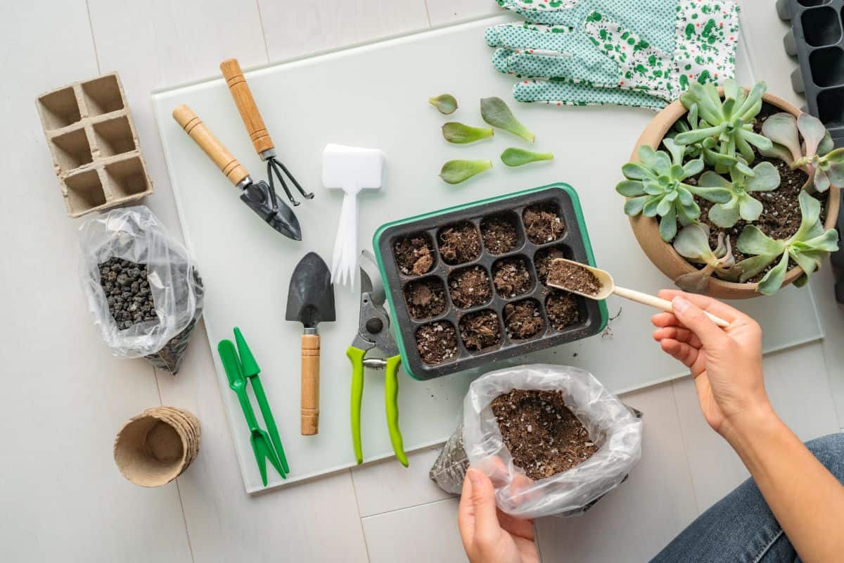 Gardener sowing seeds with a spoon into a tray.