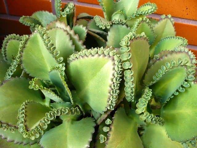 Mother of Millions vs. Mother of Thousands – 3 Key Differences Between These Plants