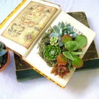 books about succulents