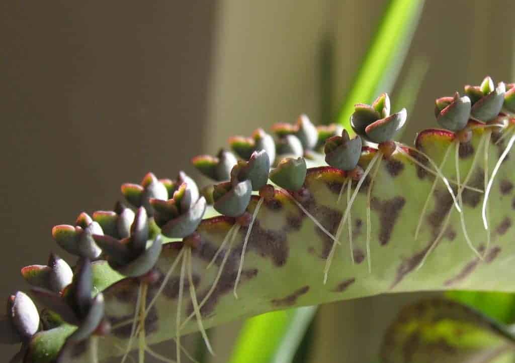 mother of thousands leaf close-up.