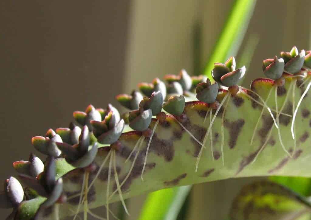 mother of thousands leaf close-up.