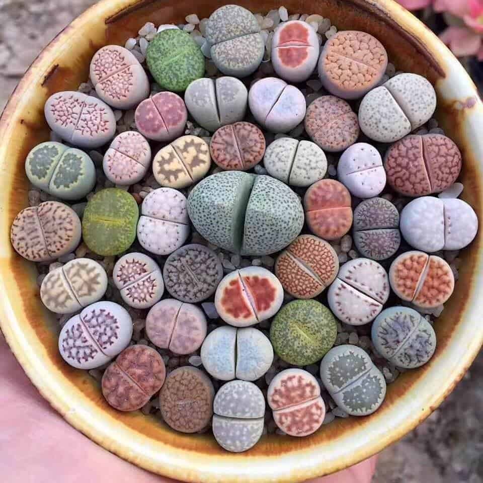 Lithops Care Guide: Everything You Need to Know