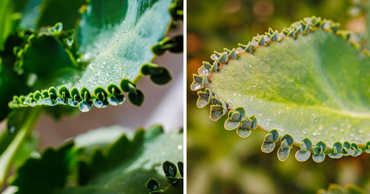 Mother of millions vs mother of thousands comparison.