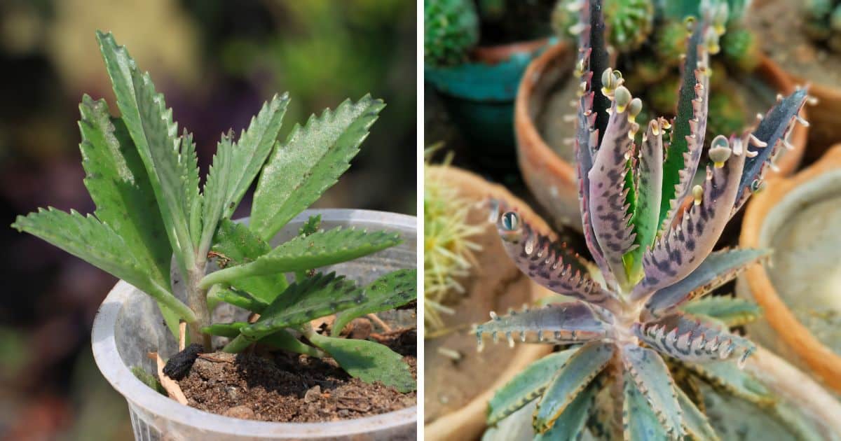 Mother of millions vs mother of thousands comparison.