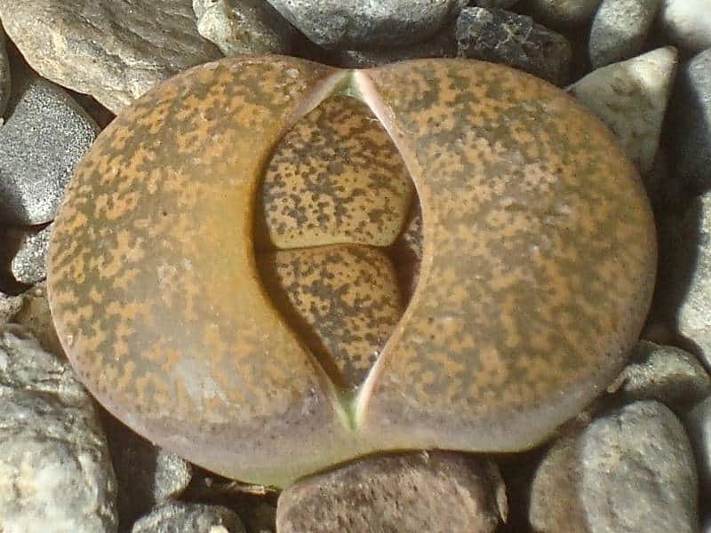 Lithops Care Guide Everything You Need to Know Sublime Succulents