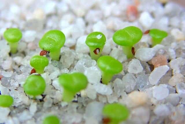 Lithops seedlings close-up.