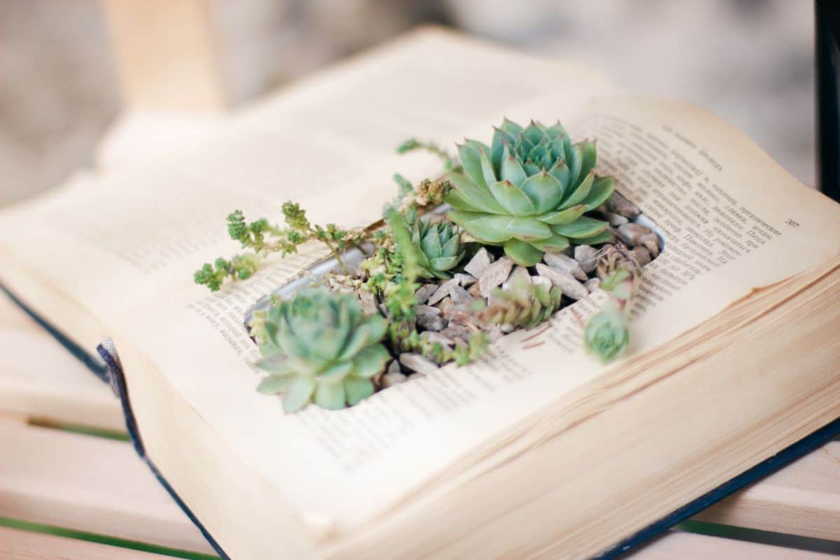 Succulents on a old book.