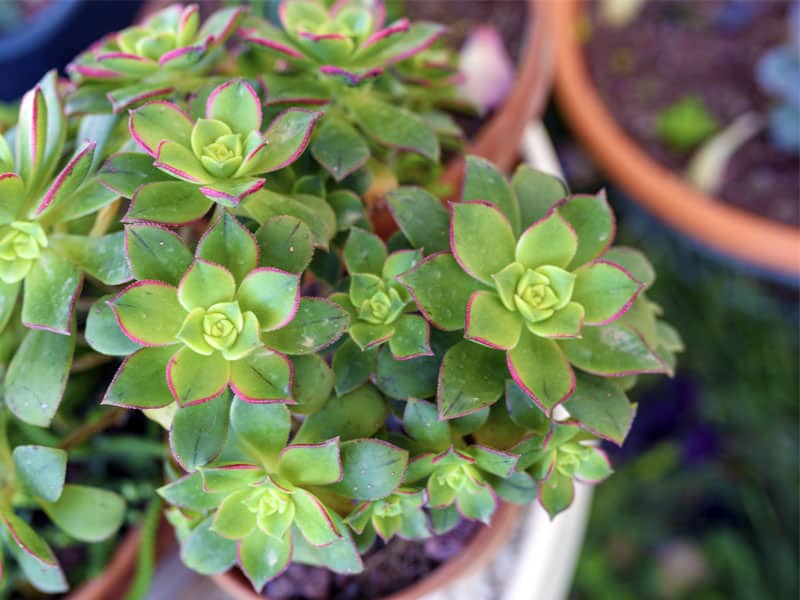 Aeonium Kiwi succulent growing in a pot.