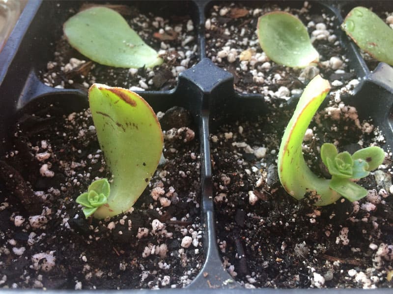 Aeonium Kiwi Propagation