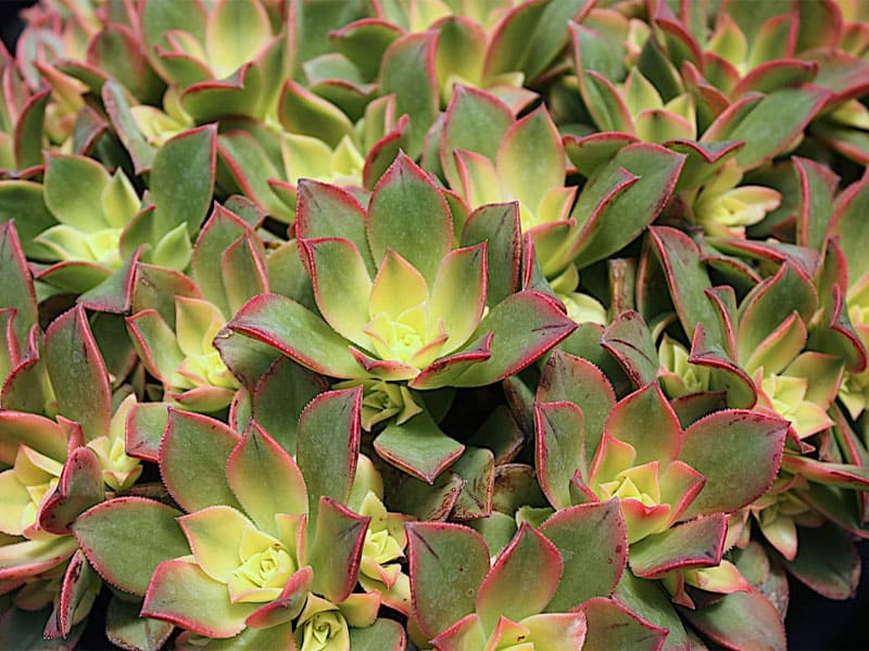 Aeonium Kiwi succulent close-up.