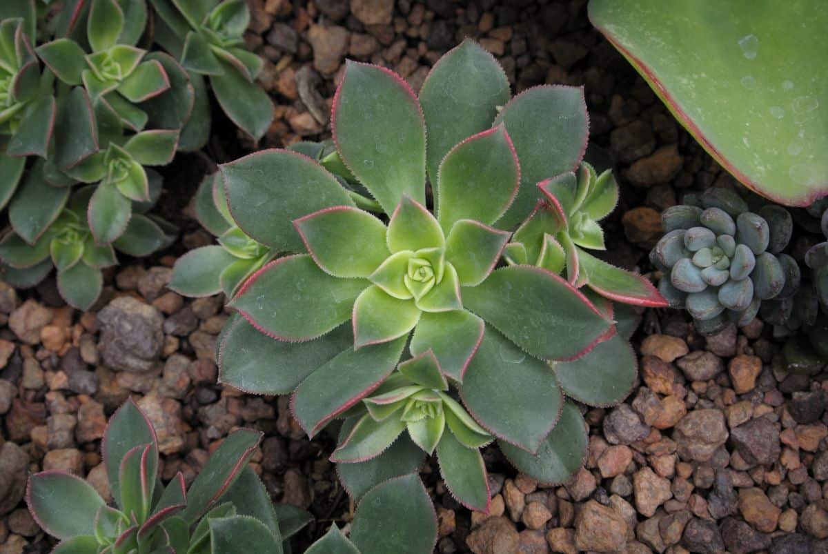 Aoenium kiwi growing in a soil.