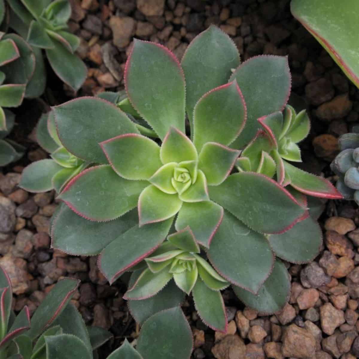 Aoenium kiwi growing in a soil.