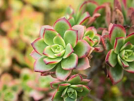 How to Care for Aeonium Kiwi – Successful Growing Guide