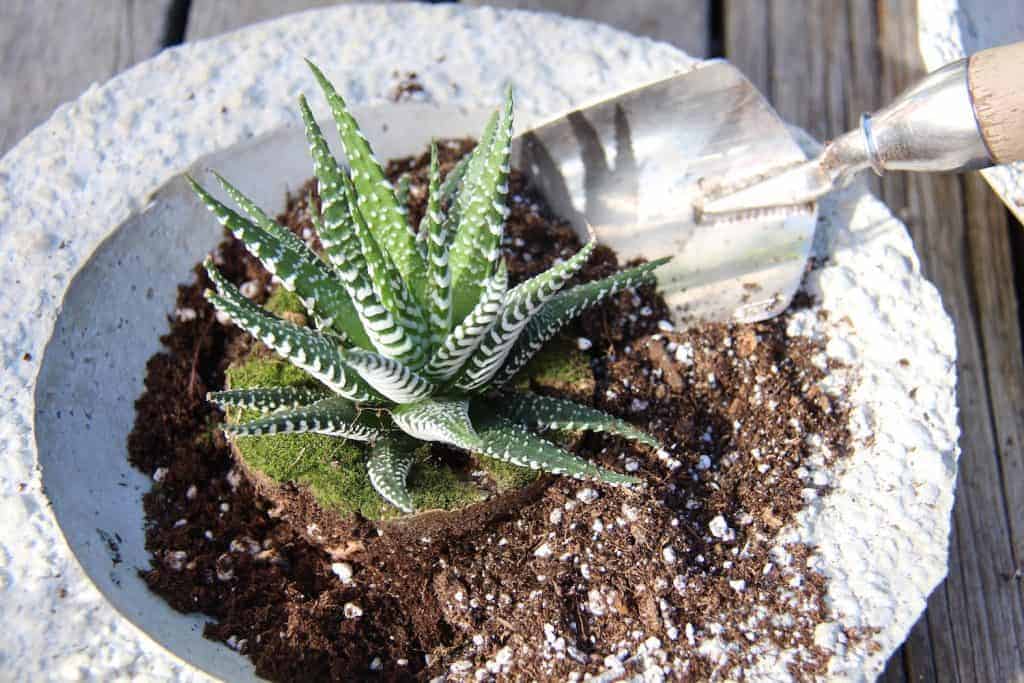 7 Best Succulent and Cactus Soils