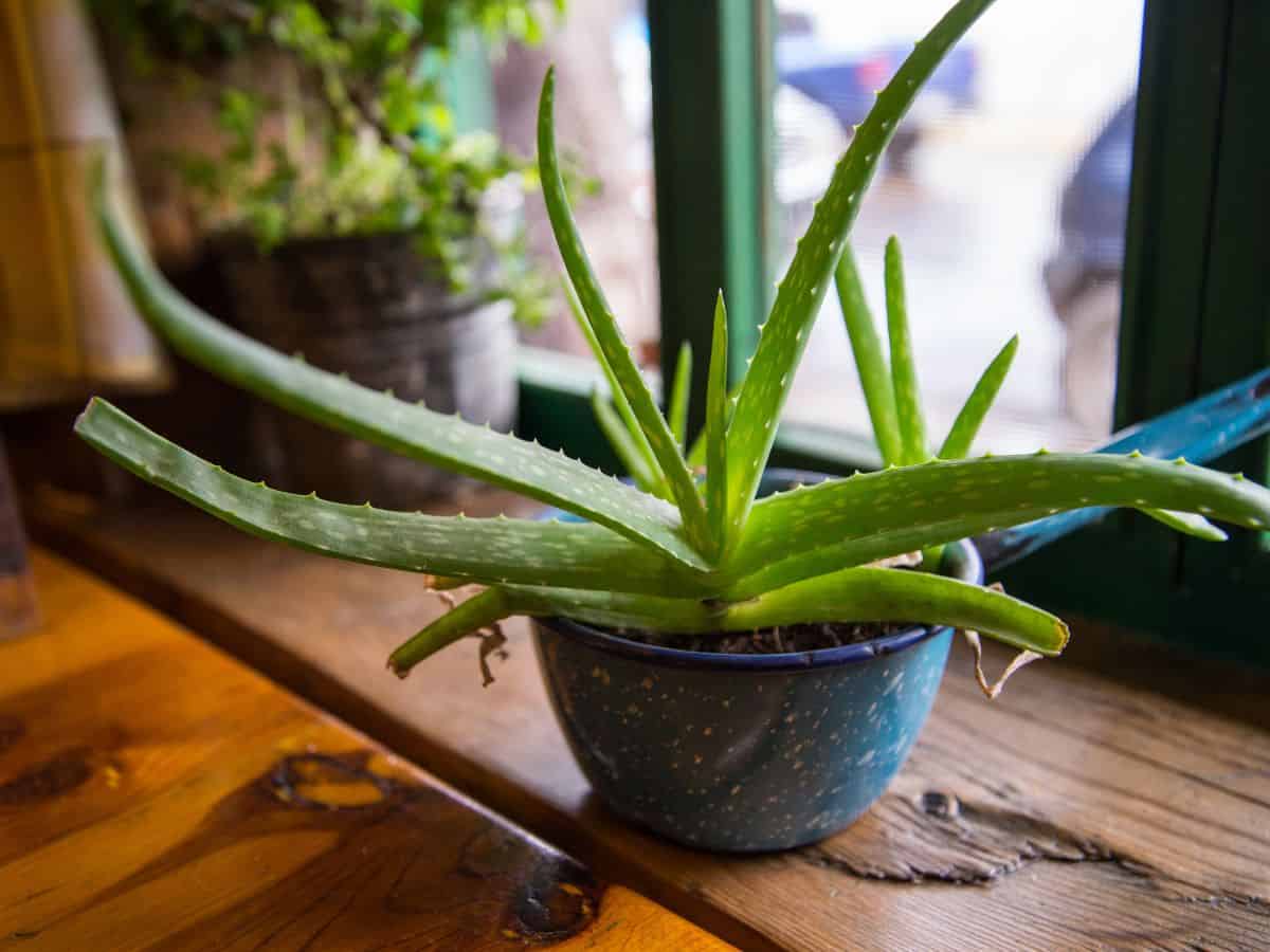 Aleo vera growing in a pot indoors.