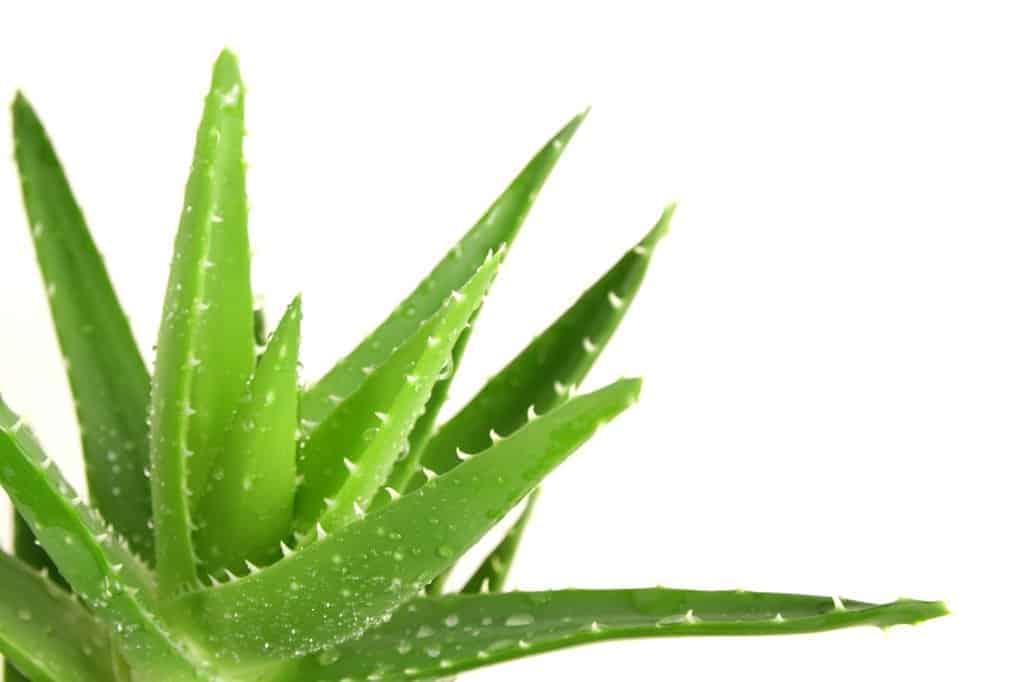 How to Care for Aloe Vera
