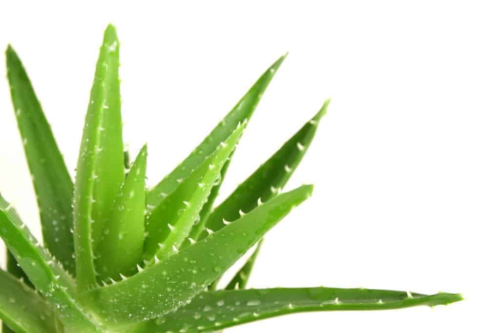 How To Care For Aloe Vera Sublime Succulents