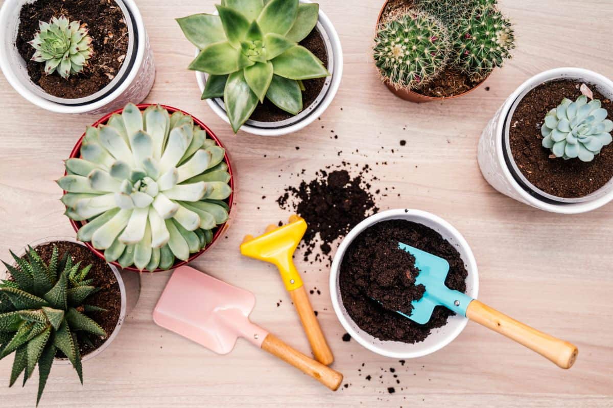 Sucuclents in pot and succulent tools on a table.