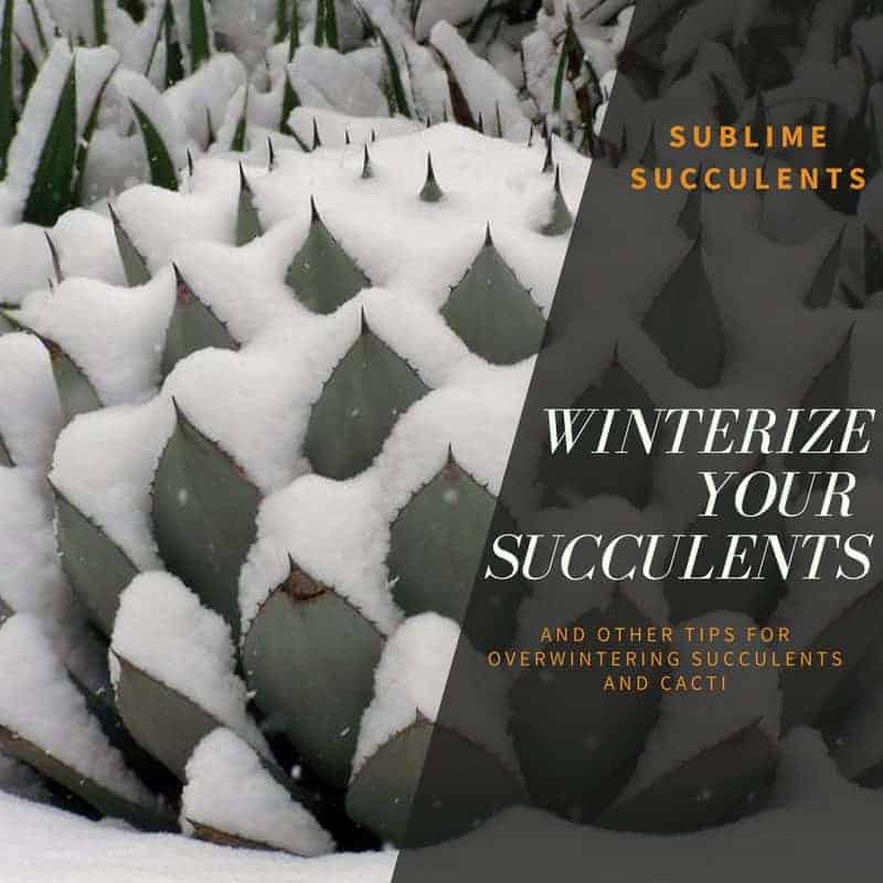 Winterize Succulents: How to Prepare Succulents and Cacti for Winter