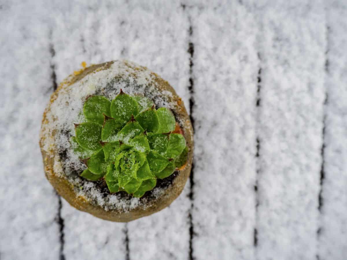 Sempervivum in a pot during winter.