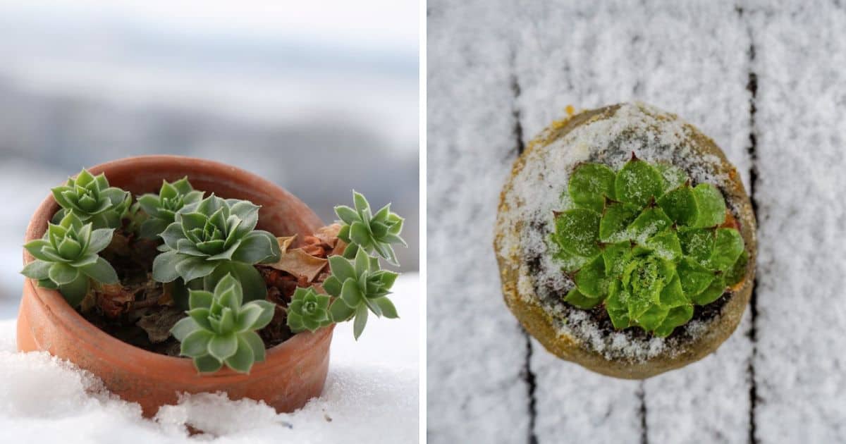 Winterize Succulents: How to Prepare Succulents and Cacti for Winter ...