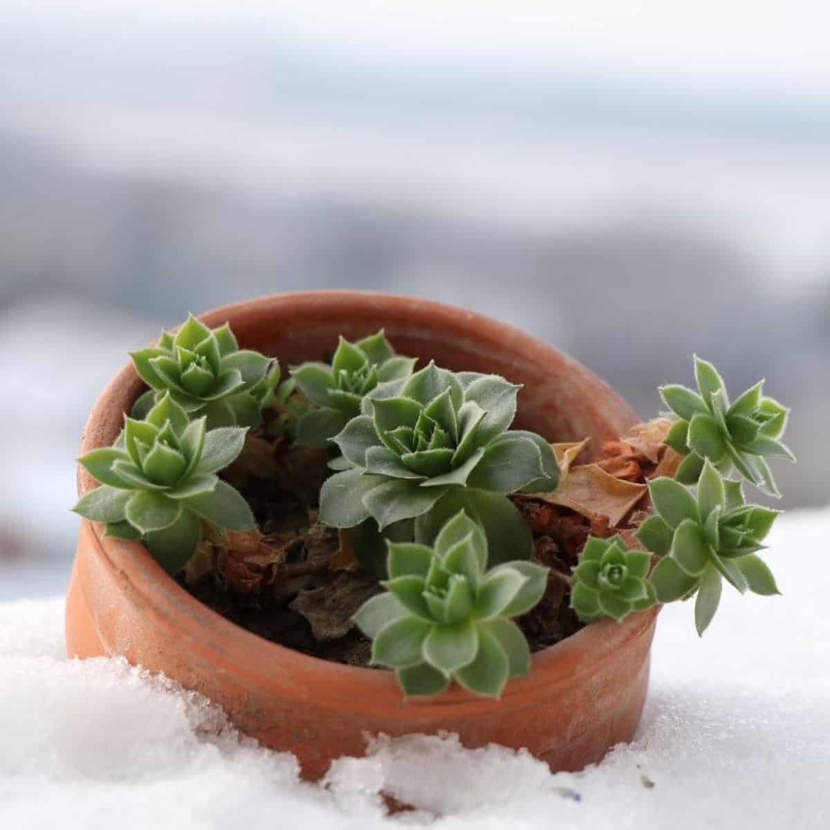 Succulent in a pot during winter.