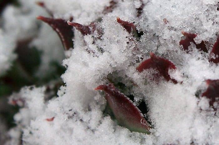 Succulent covered by snow.