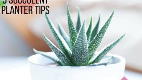 5 Succulent Planter Tips