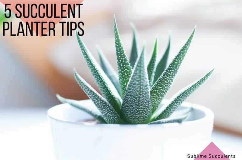5 Tips for Succulent Planters