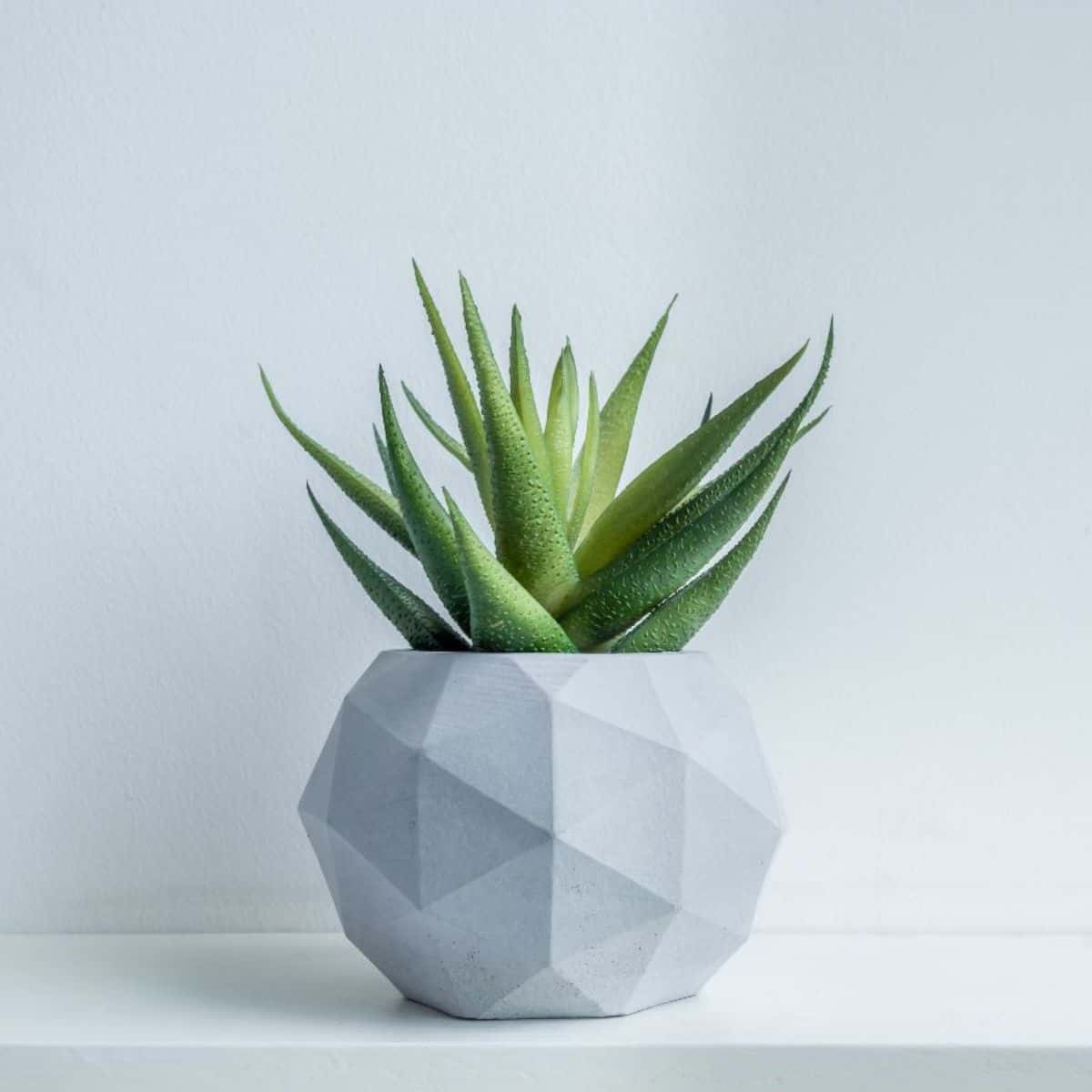 Modern looking succulent pot.