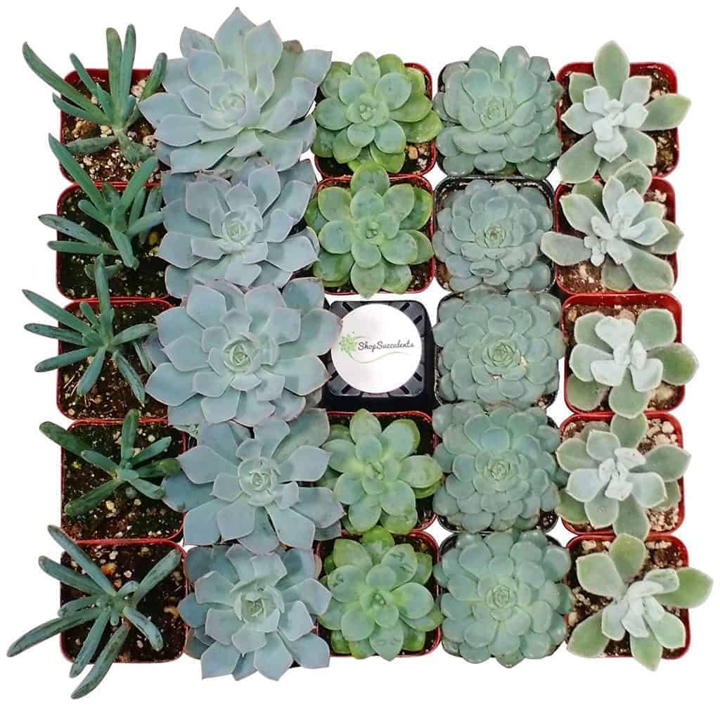 succulent gift guide
