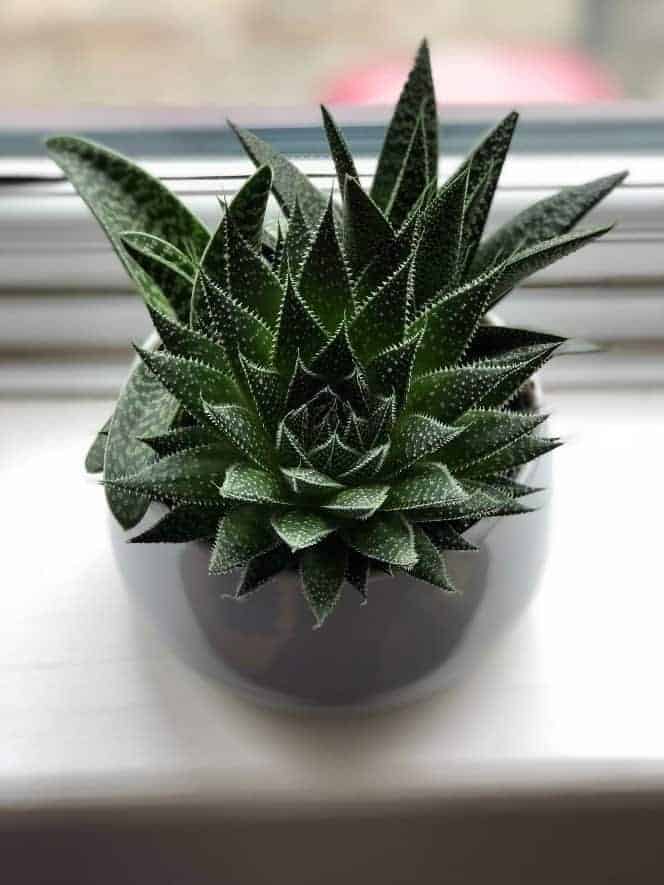 Modern looking succulent pot near a window.