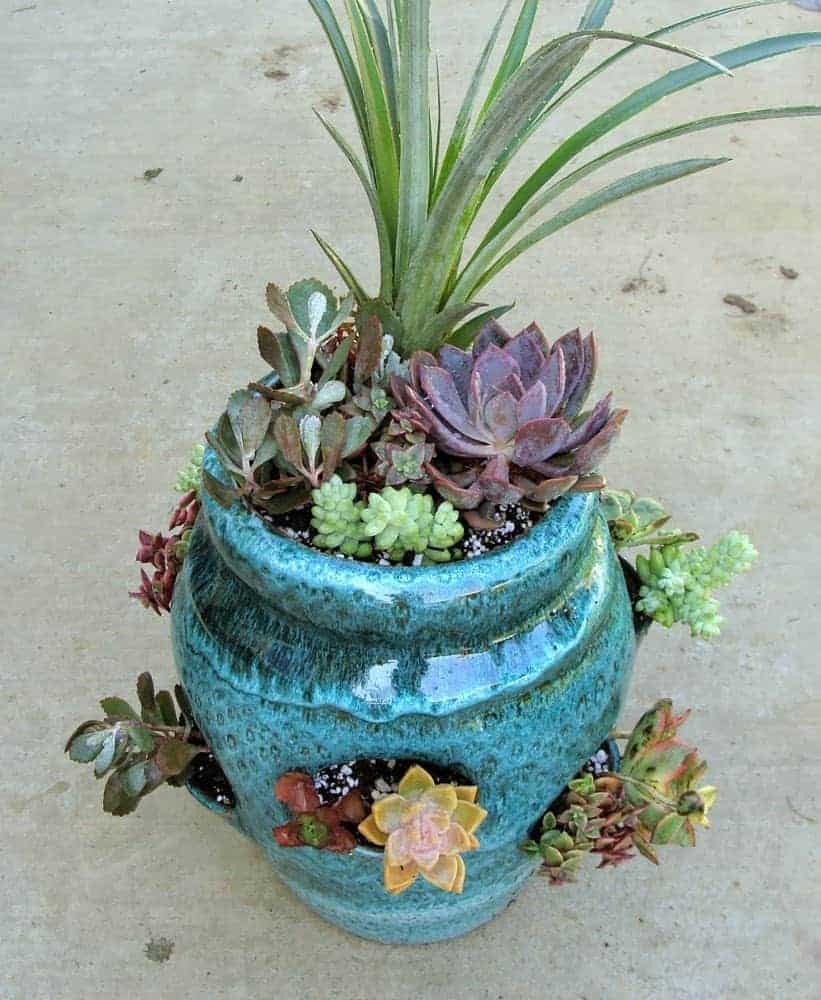 Terracotta blue pot with different varieties of succulents.