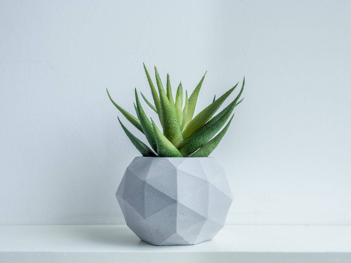 Modern looking succulent pot.