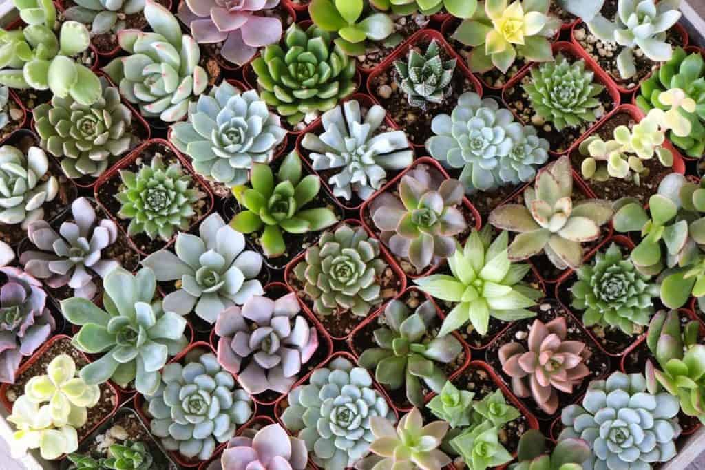 succulent gift guide