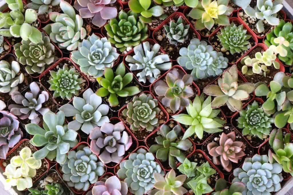 DIfferent varieties of succulents in pots.