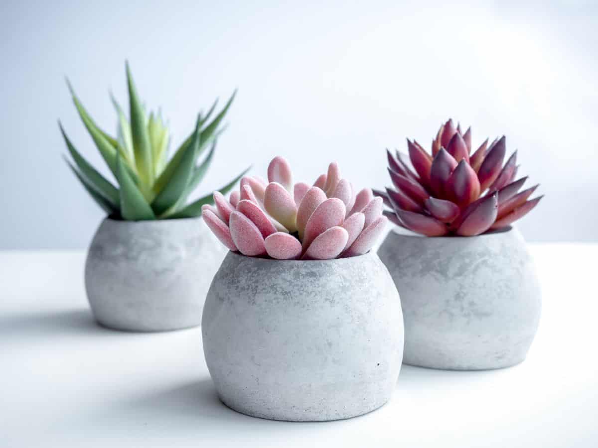 Three minimalist pots with succulents.