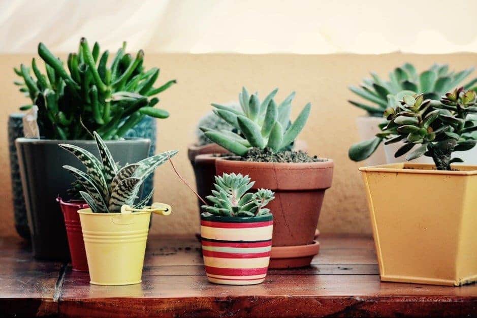 Different varieties of succulents and pots.