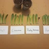rooting aid experiment
