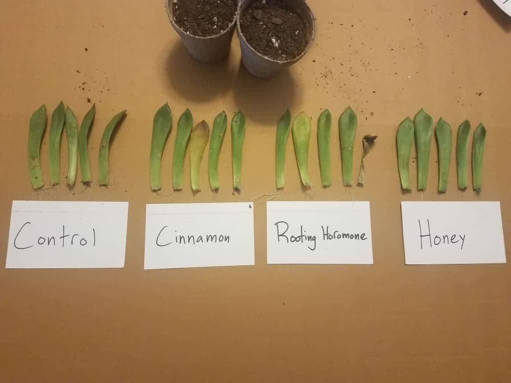Succulent leaf propagation with different components.


