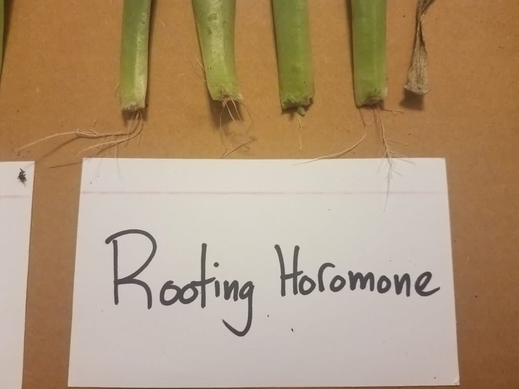 rooting aid experiment