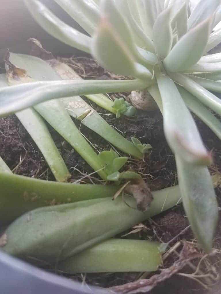 Succulent propagation offsets.