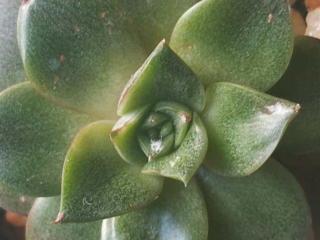how to treat mealybugs