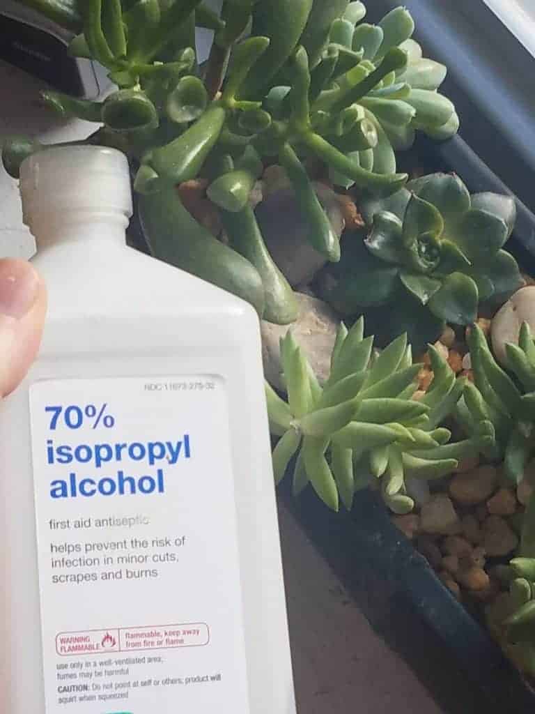 how to treat mealybugs with isopropyl alcohol